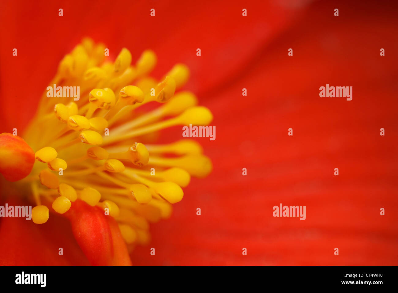 yellow stamens of the flower begonia with red petals, close-up photography Stock Photo