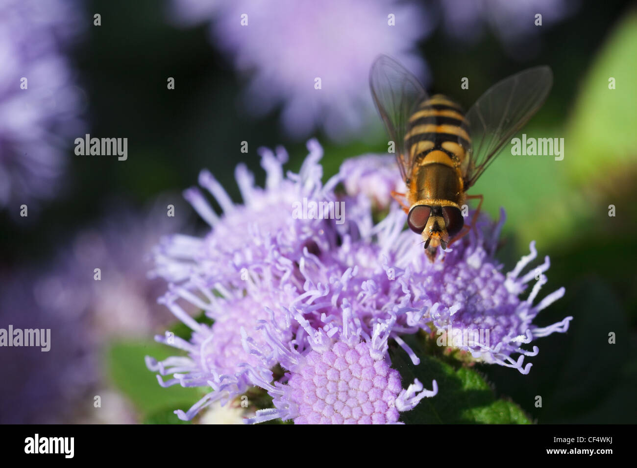 bee carabinae sitting on a purple flower ageratum, macro photography