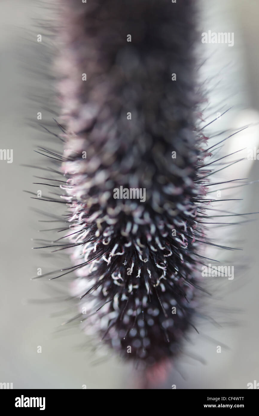 inflorescence bristle grass gray, close-up, macro Stock Photo