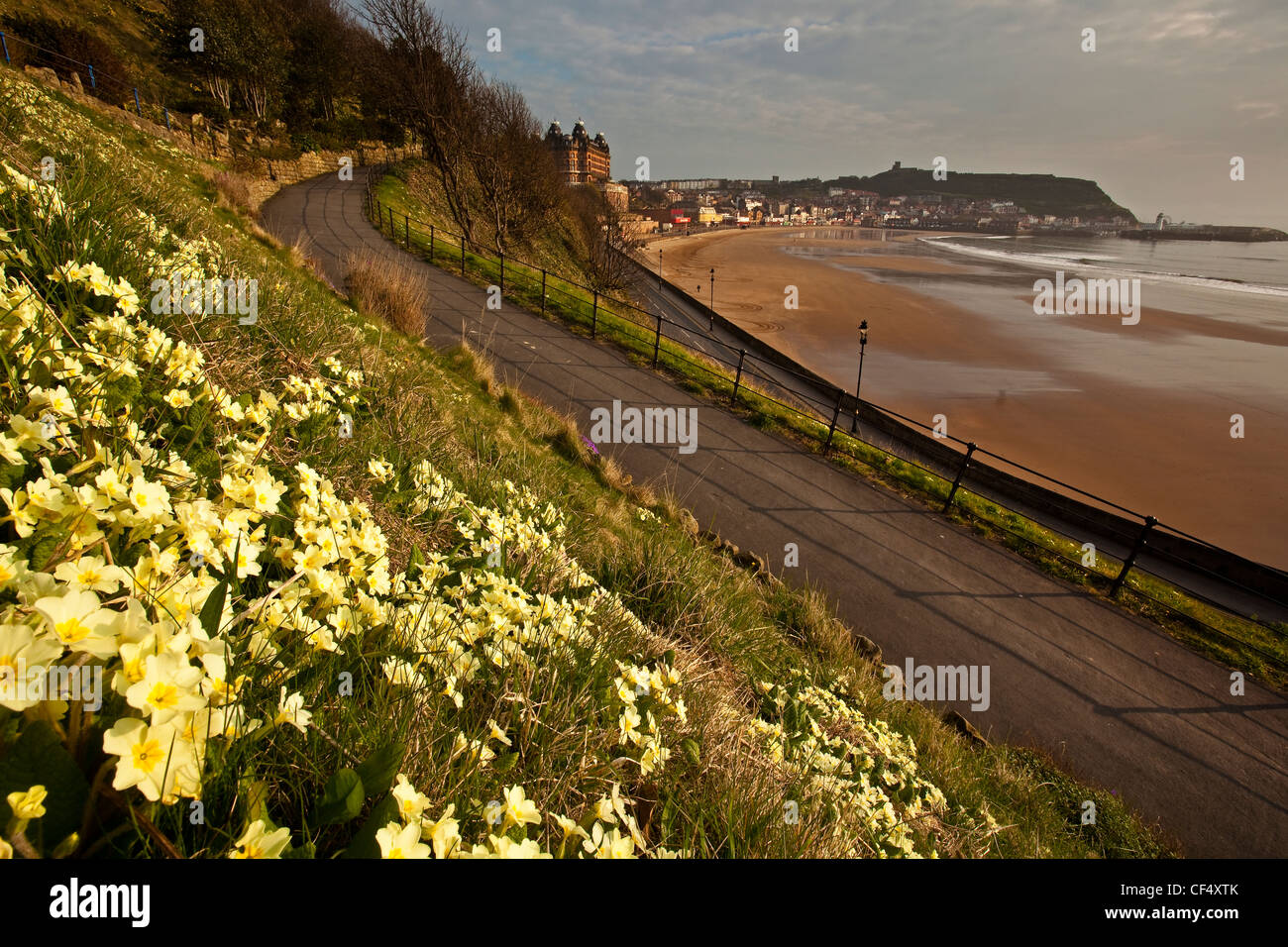 Primroses above South Bay beach in Scarborough. Stock Photo