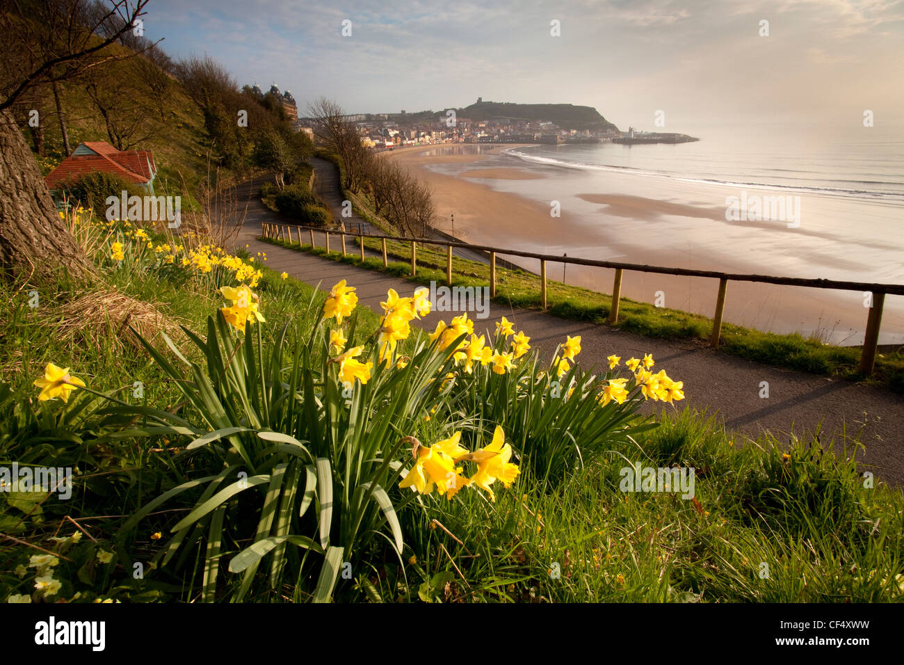 Daffodils above South Bay beach in Scarborough. Stock Photo