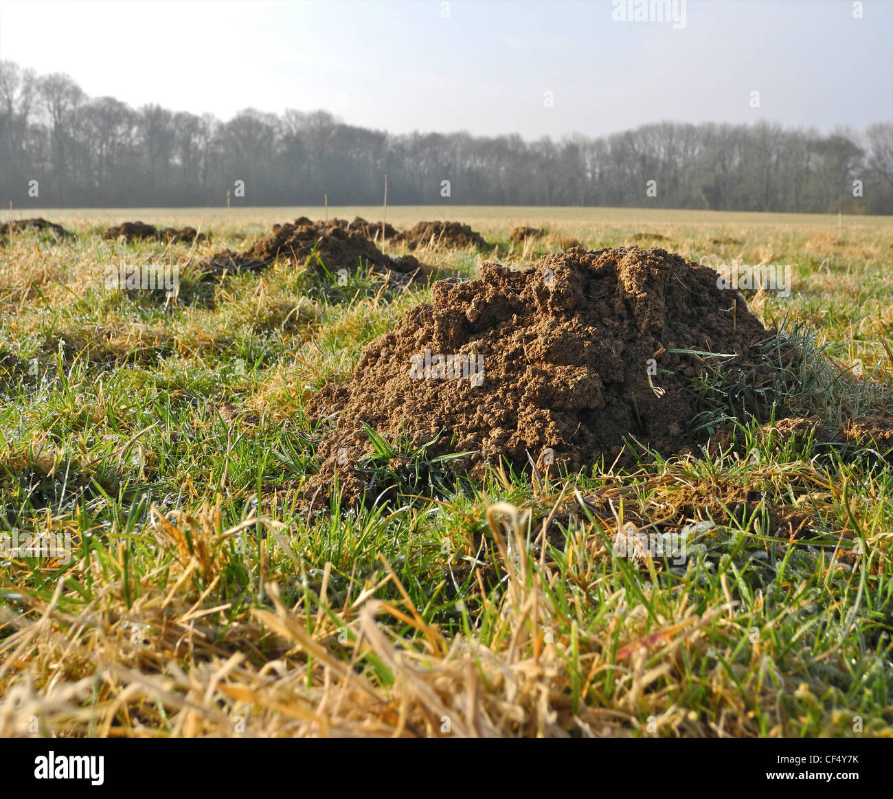 Molehill hires stock photography and images Alamy
