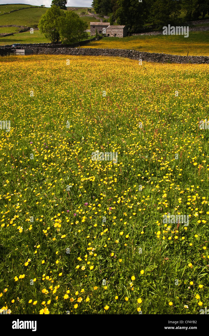 Wild Flower Meadow above Askrigg village, Wensleydale in the Yorkshire