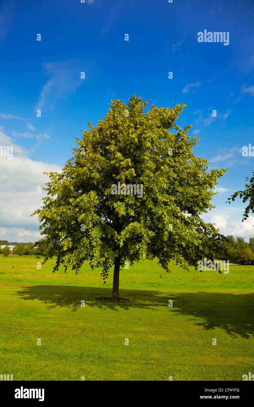 Young lime tree hires stock photography and images Alamy