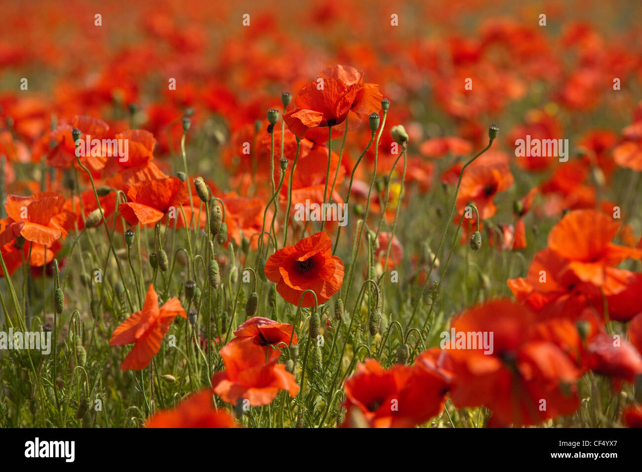 Wild poppies growing in a field near Hovingham in the Howardian Hills. Stock Photo