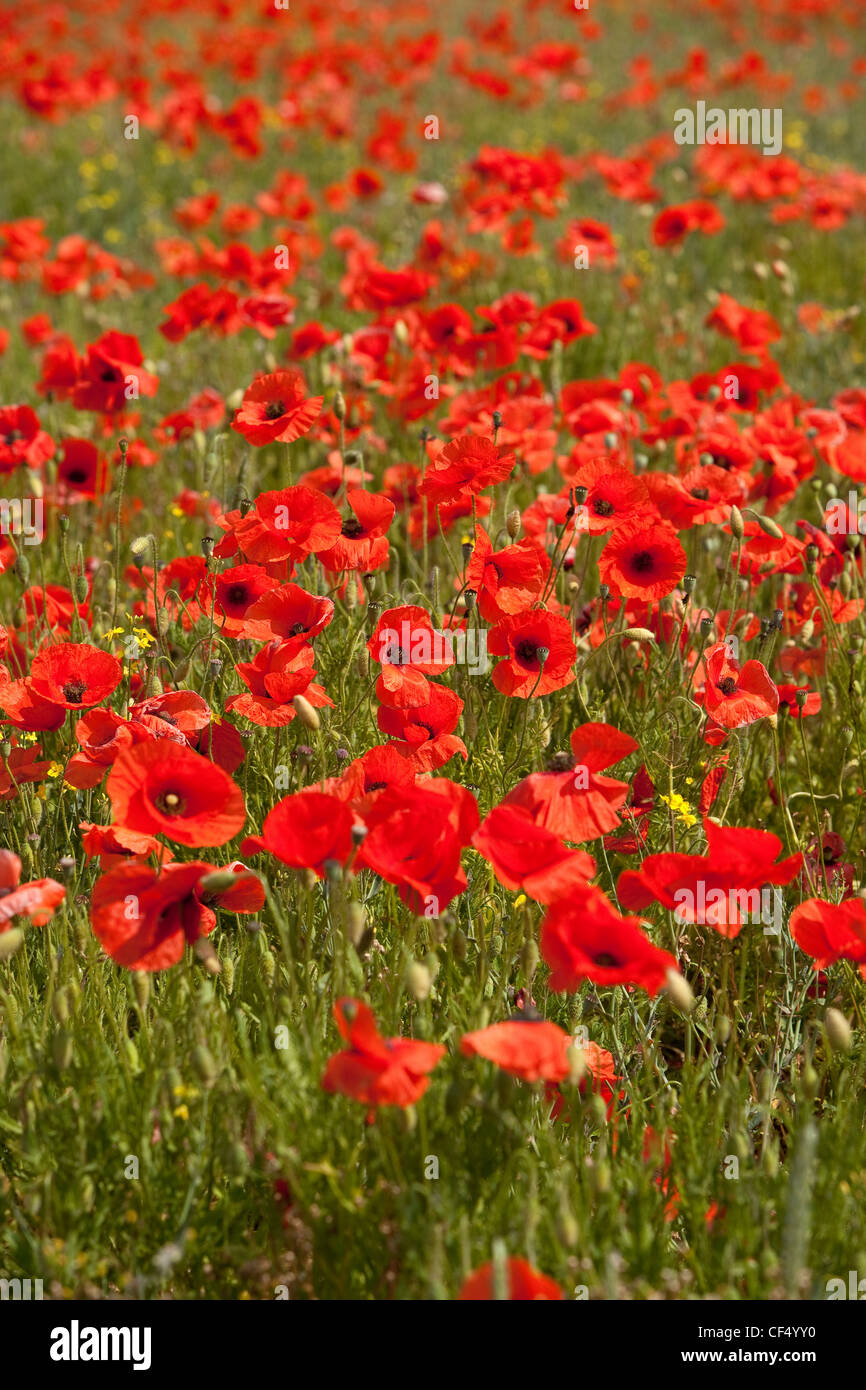 Wild poppies growing in a field near Hovingham in the Howardian Hills. Stock Photo