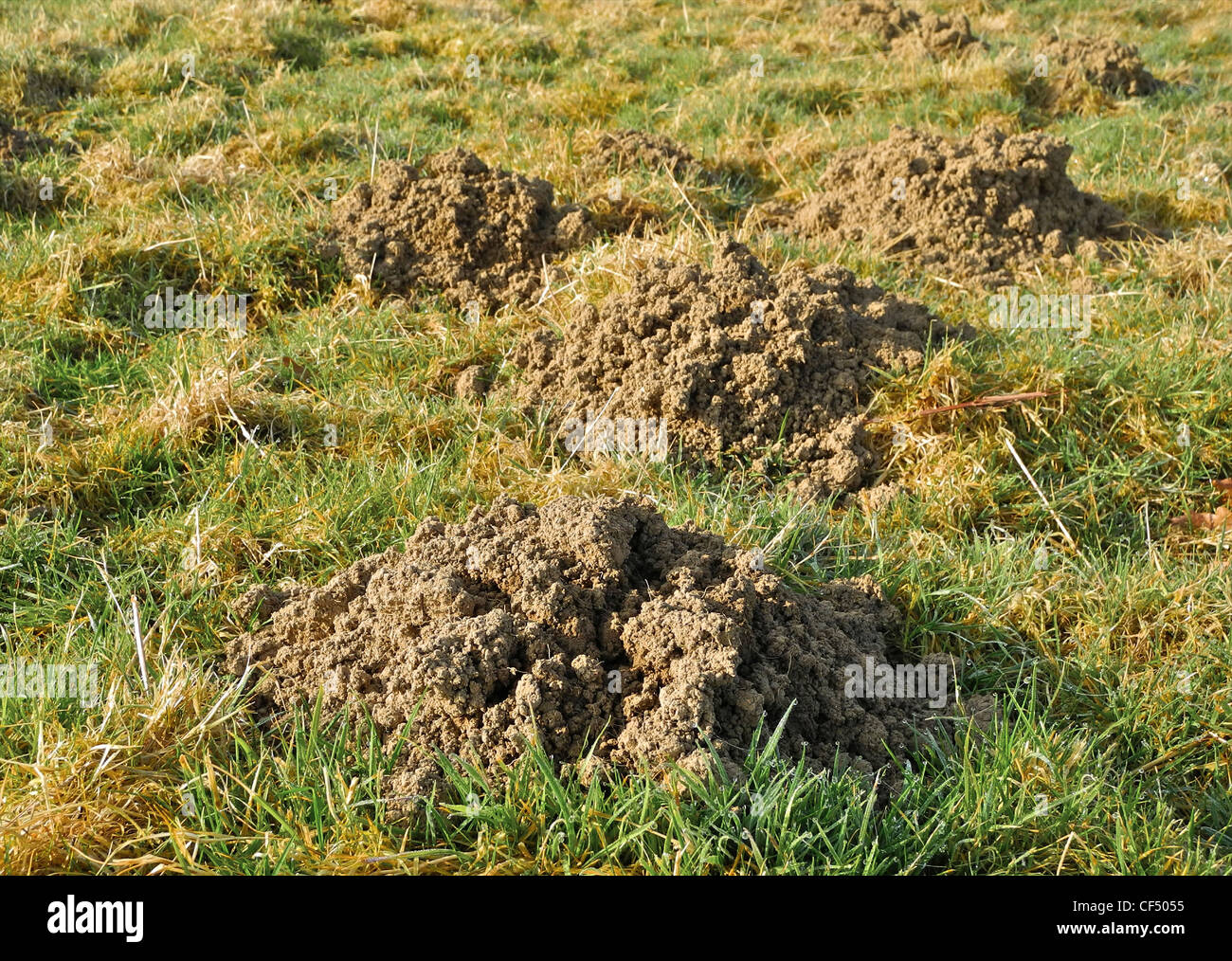 Molehill hires stock photography and images Alamy