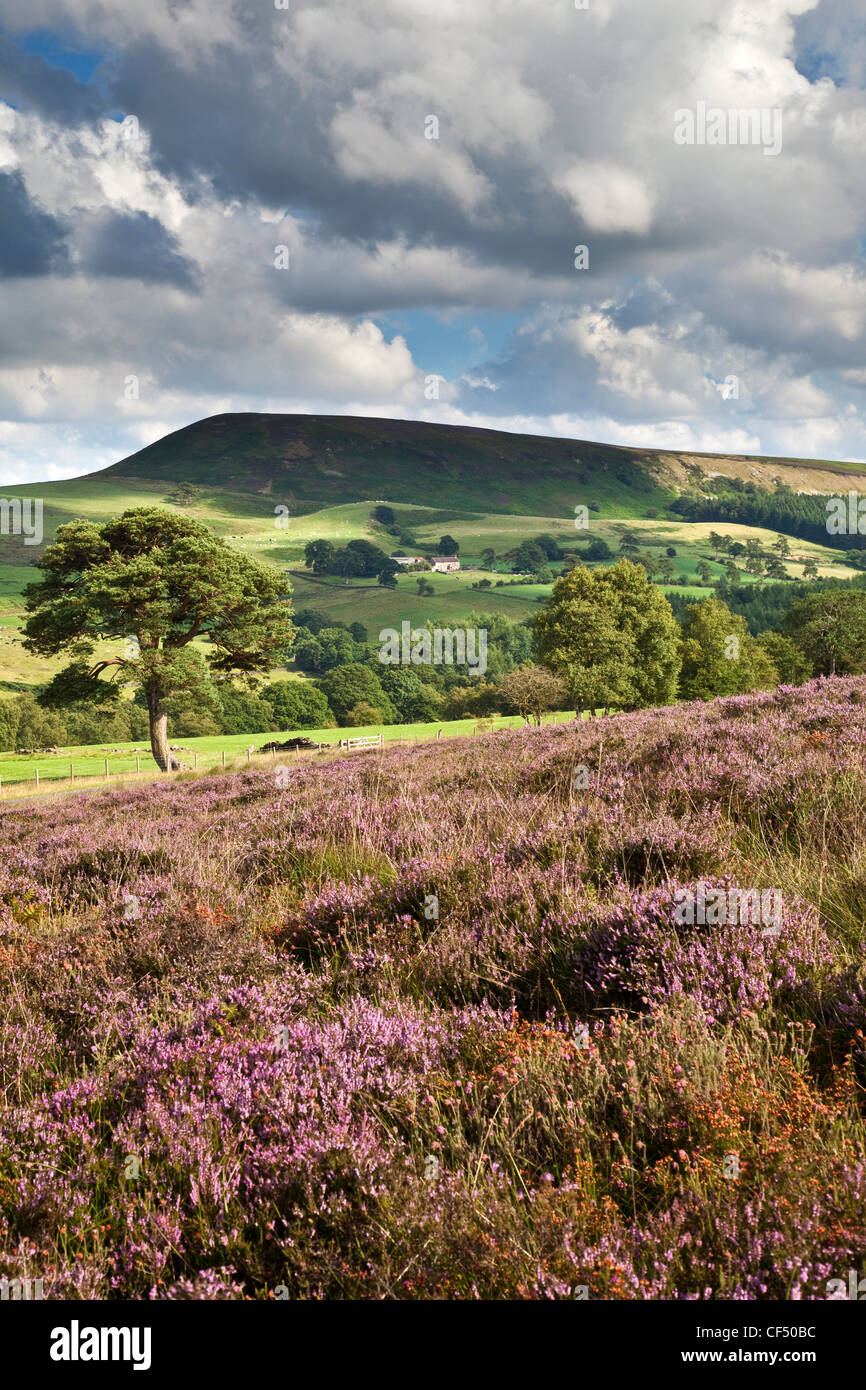View over heather towards Easterside Hill in the North York Moors National Park. Stock Photo