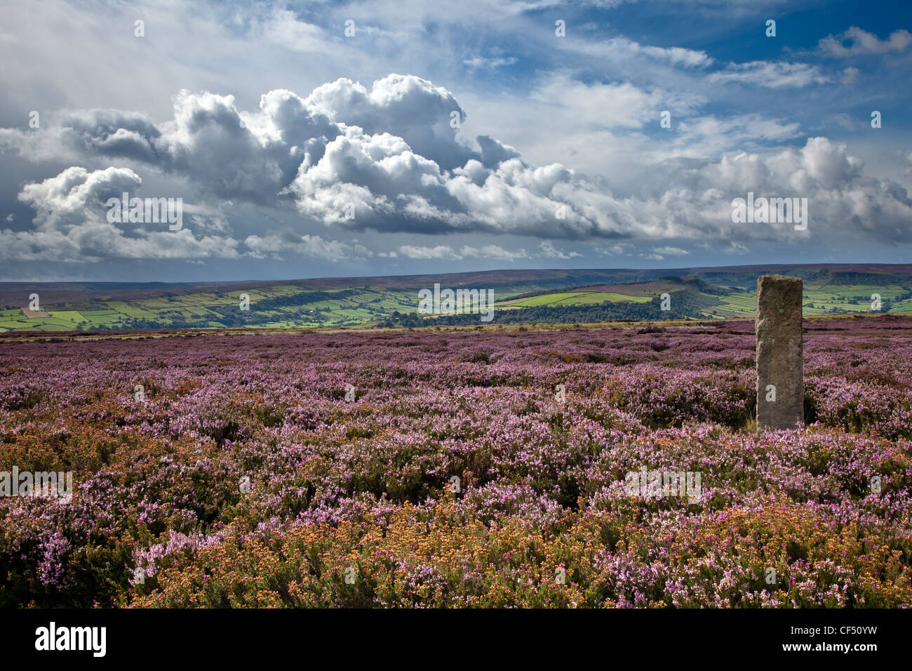 Standing stone near Danby Beacon on Lealholm High Moor in the North York Moors National Park. Stock Photo