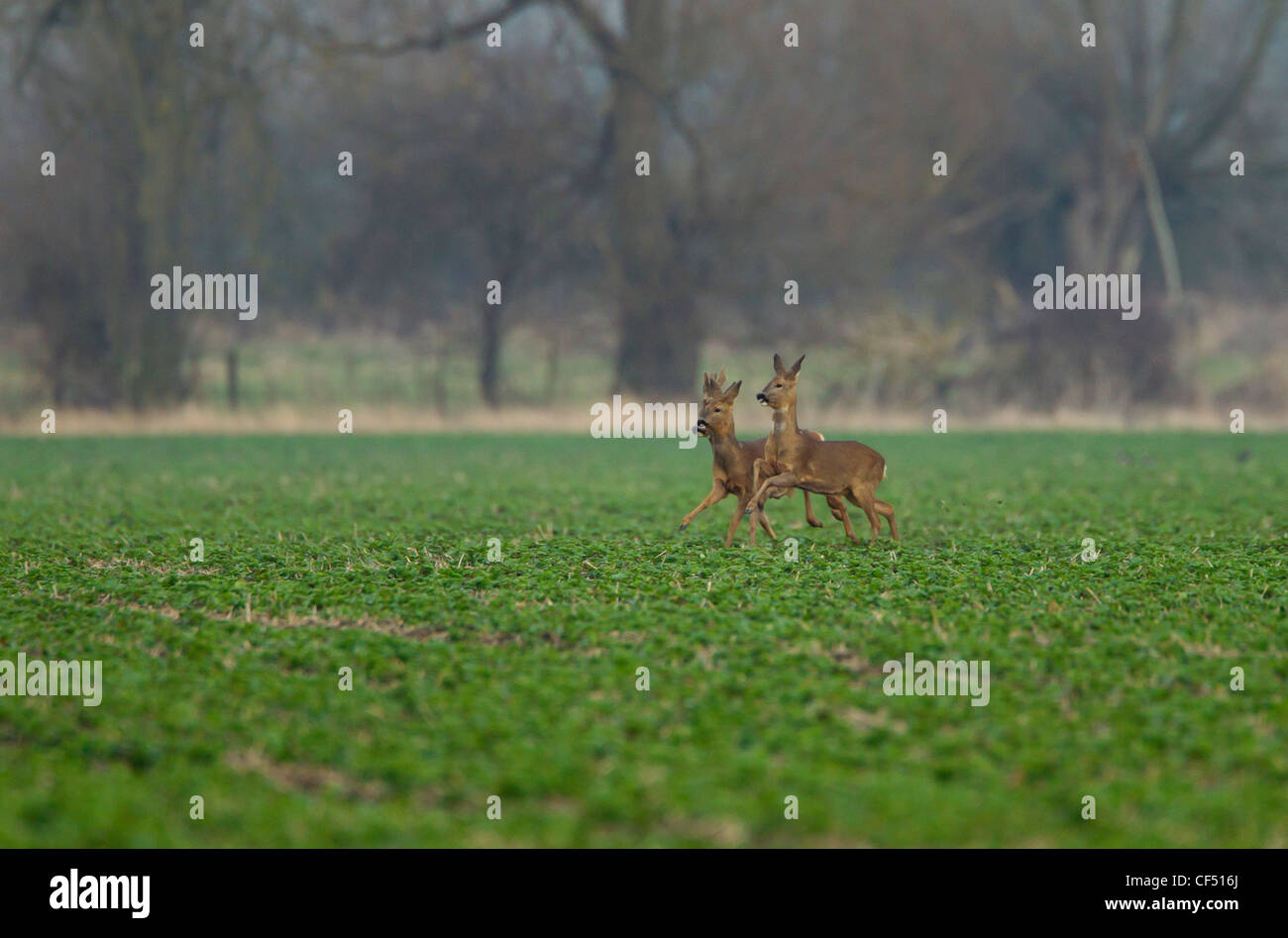 Roe Deer Capreolus capreolus looking alamed then running and leaping into cover Stock Photo