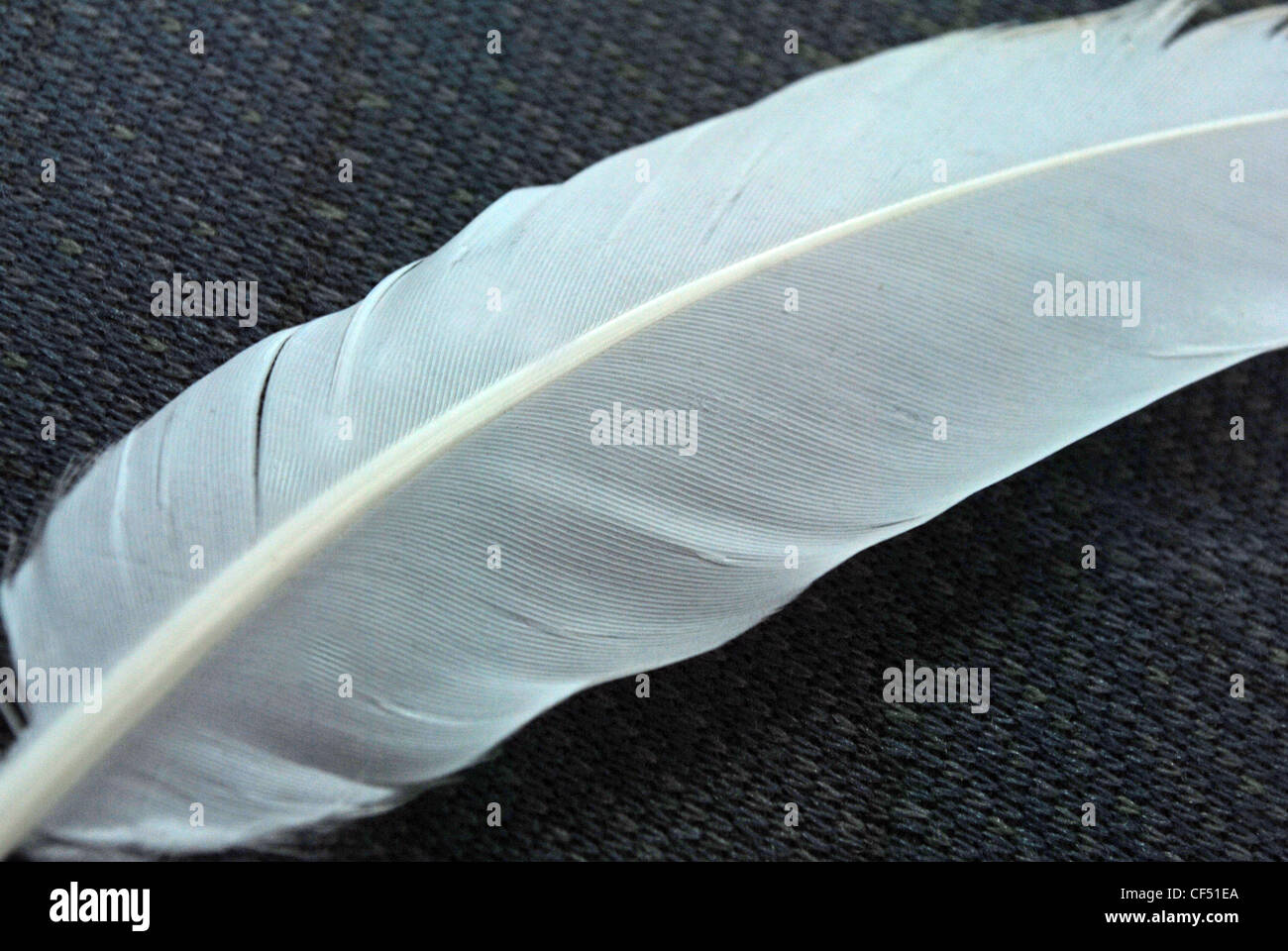 Beyond The White Feather The Unexpected Character Of Doves - uccueks