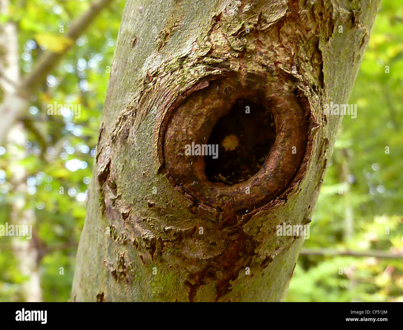 Close up of a node in a trunk with vegetation background Stock Photo