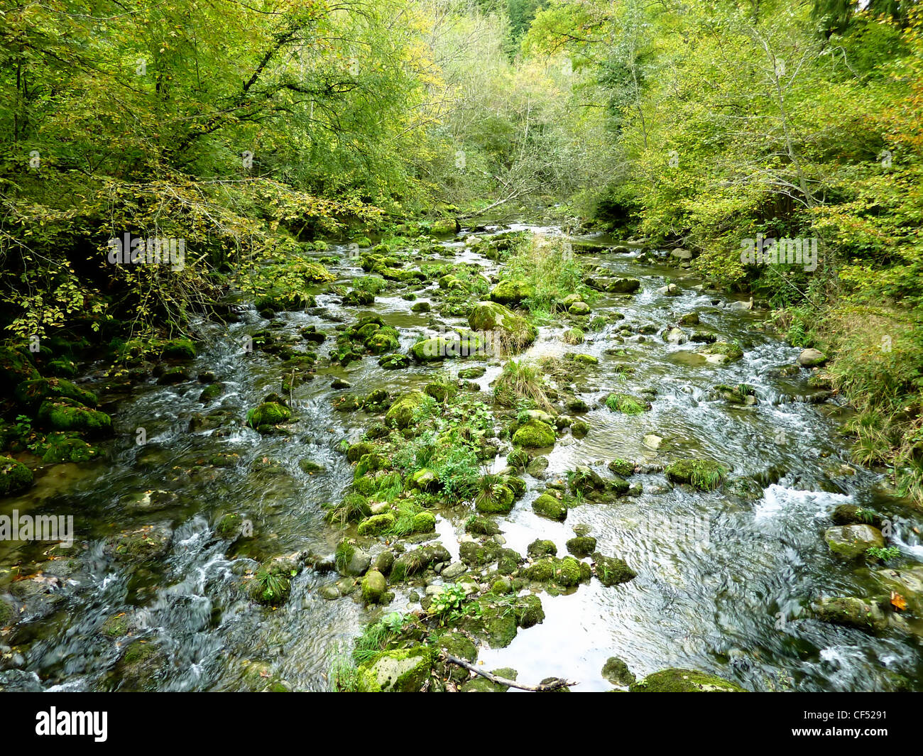 River with stones in a forest surrounded by deep green vegetation Stock Photo