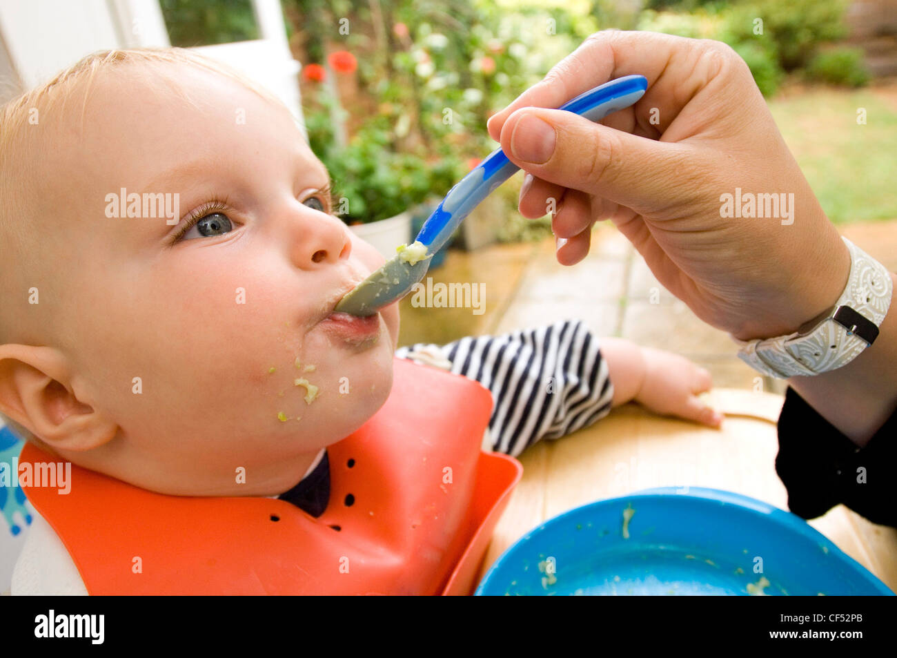 Blonde male child aged months wearing a black and white stripey top and an orange bib being fed baby food a blue plastic spoon Stock Photo