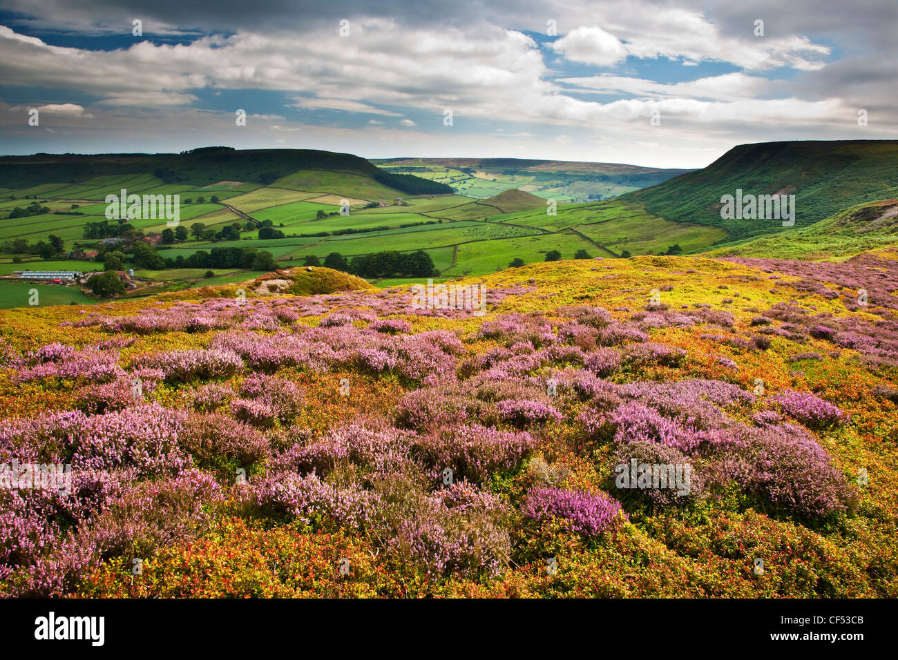 Heather on Fryup Dale in the North York Moors National Park. Stock Photo
