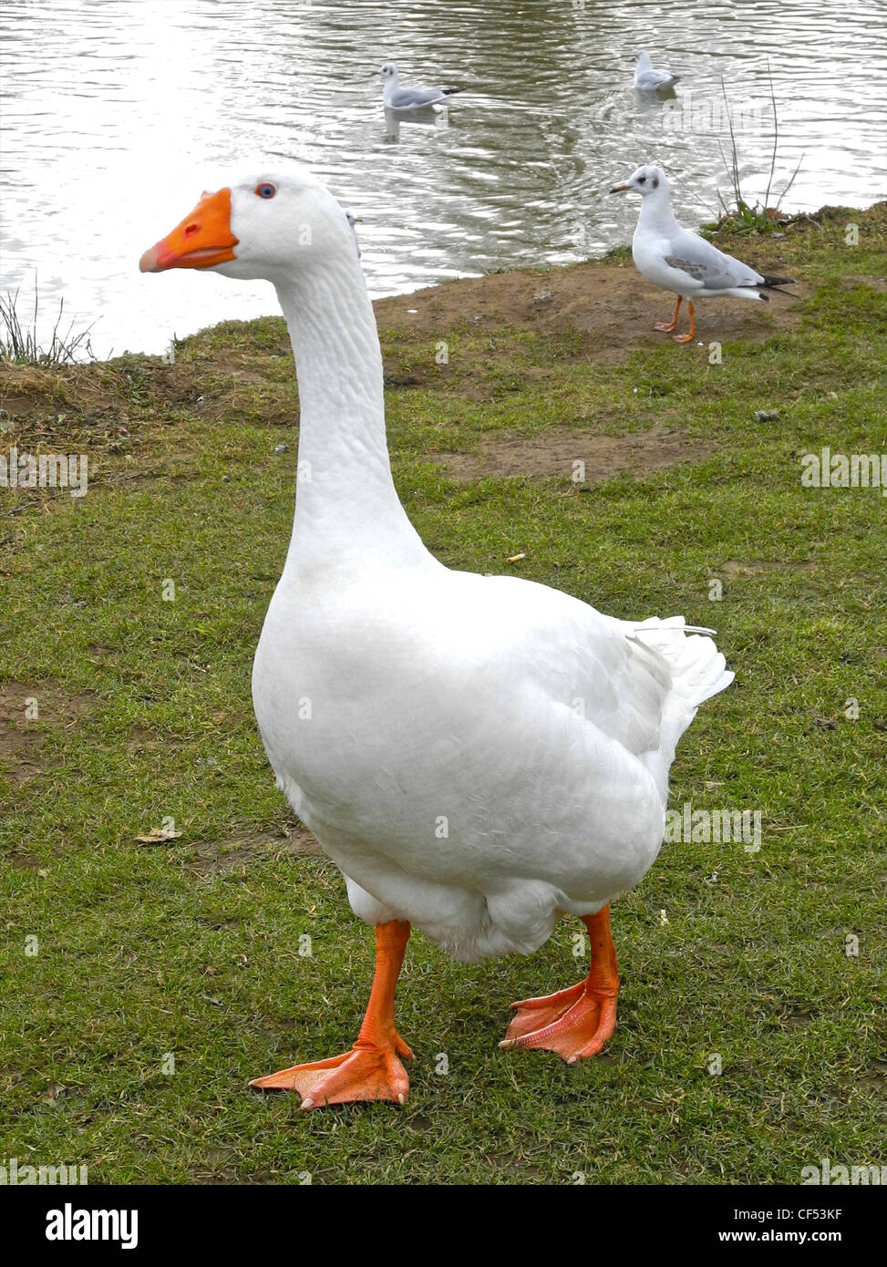 The domestic goose (Anser anser f. domestica) Stock Photo