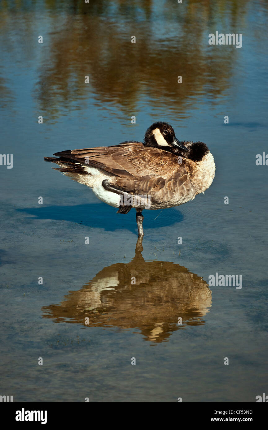Canadian goose standing on one leg Stock Photo Alamy