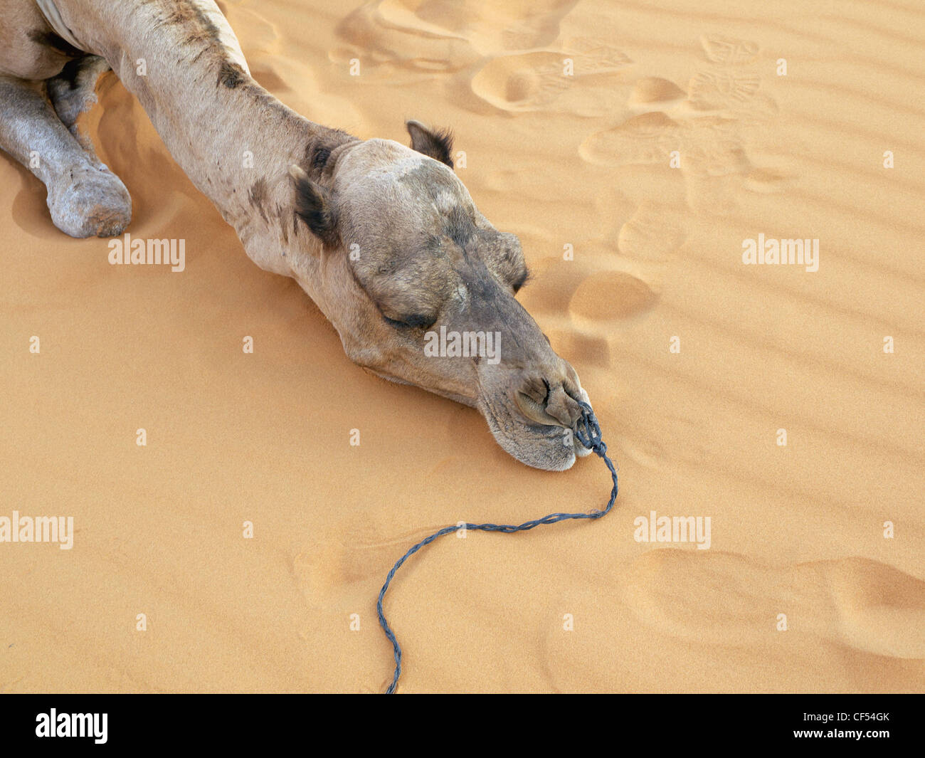 North Africa, Morocco, Merzouga, Camel resting in Erg Chebbi desert Stock Photo