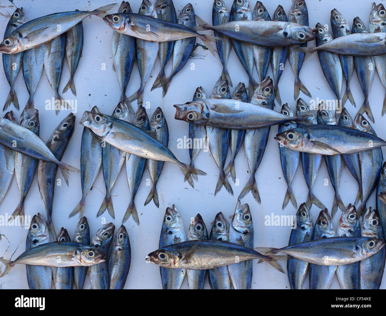 Morocco, Essaouira, Fishes in fish market Stock Photo