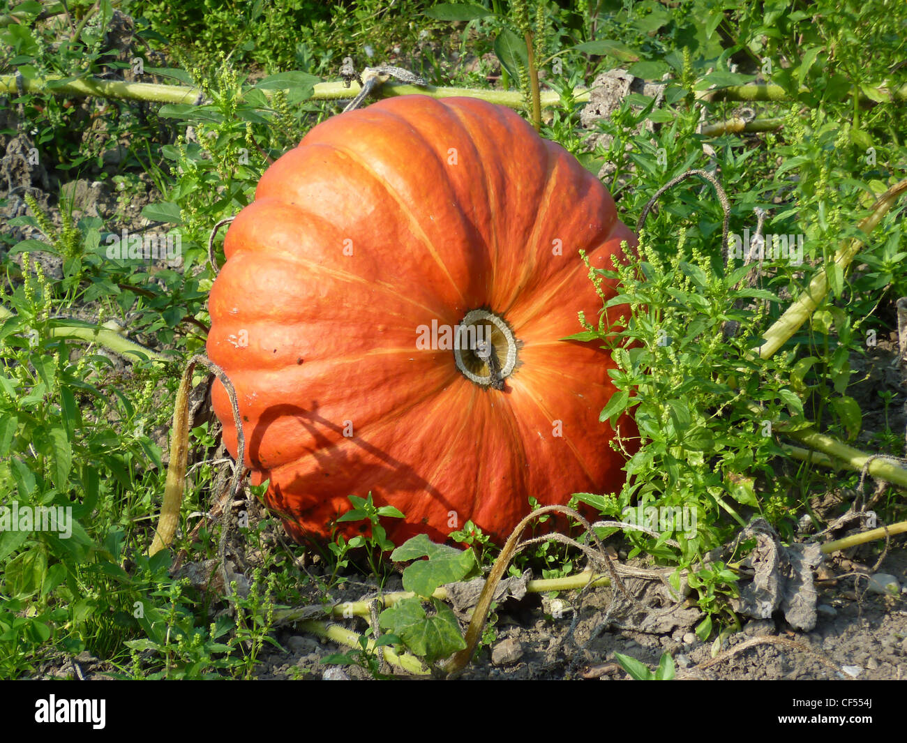 Big orange pumpkin lying on the vegetation of a garden Stock Photo - Alamy
