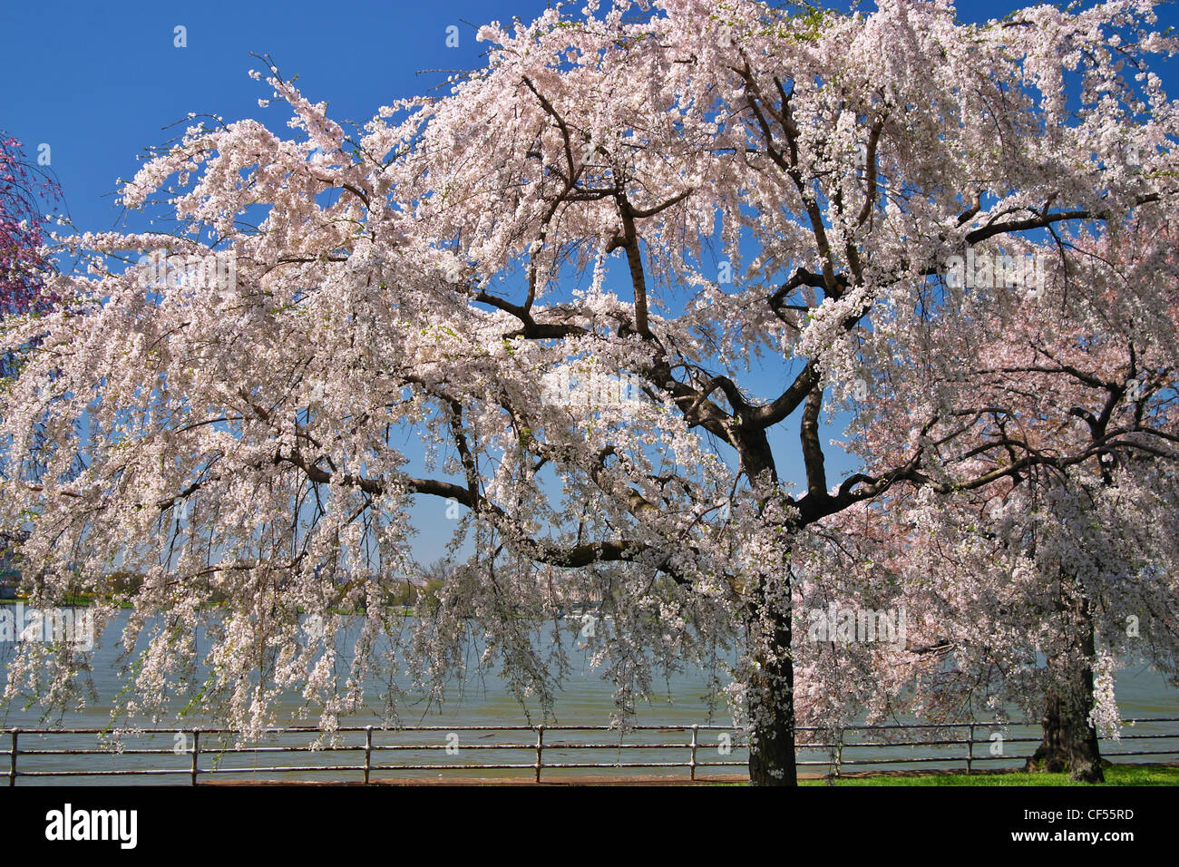 Blooming Japanese cherry blossoms on the east bank of the Potomac River, Washington, DC. Stock Photo