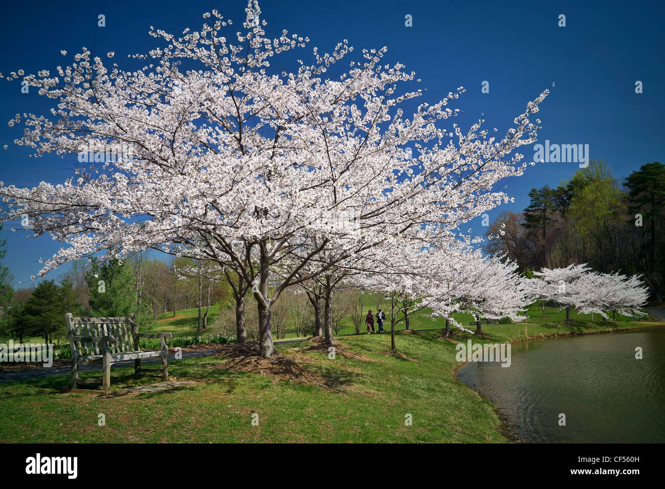 Yoshino Japanese cherry trees in bloom along a lake edge. Stock Photo