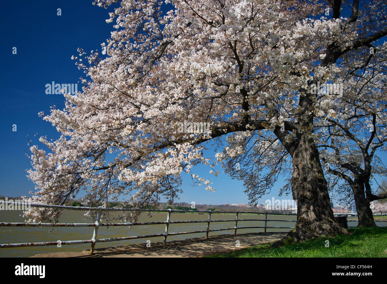 Blooming Japanese cherry blossom trees on the east bank of the Potomac River, Washington, DC. Stock Photo