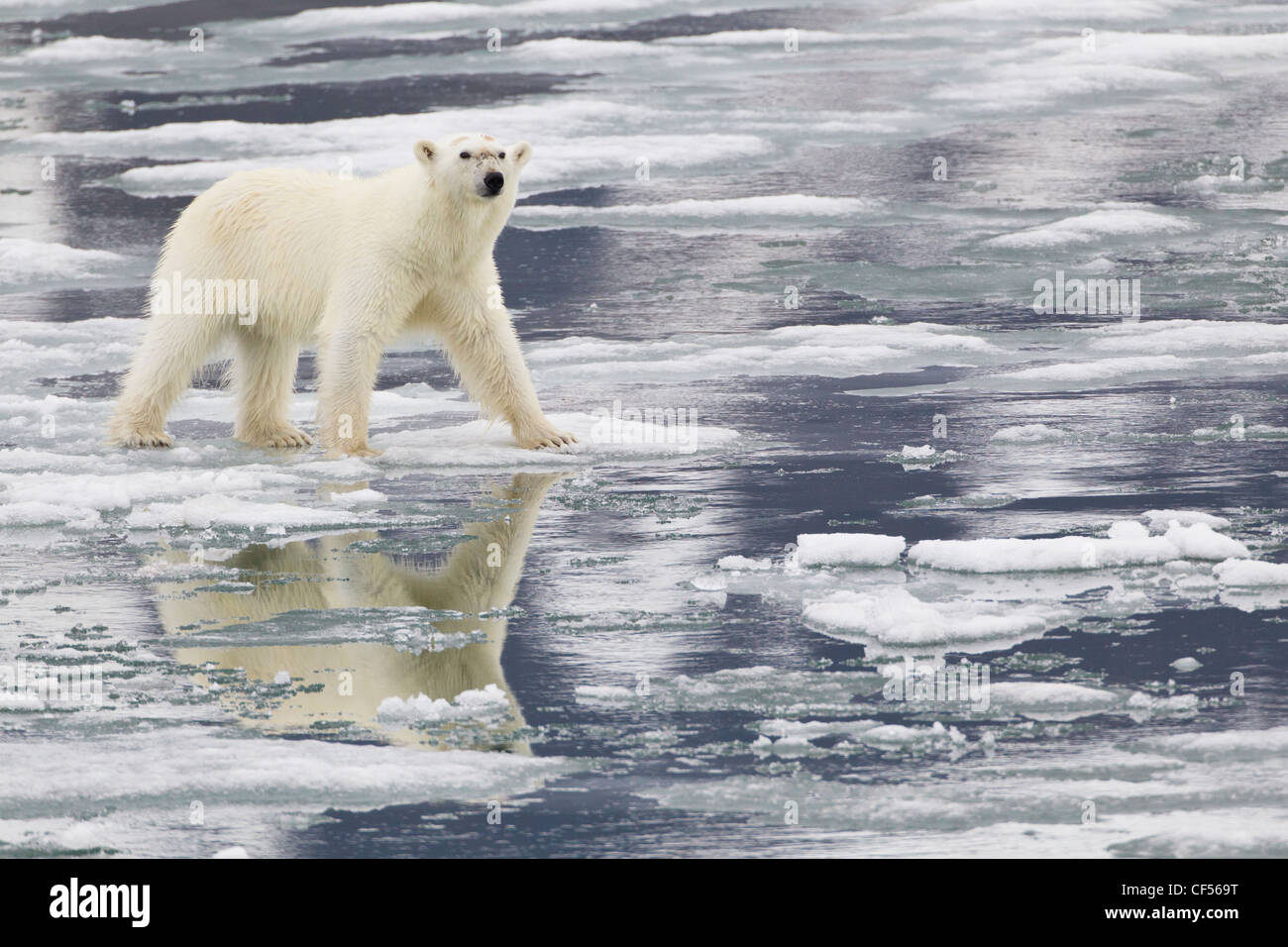 Europe, Norway, Svalbard, Polar bear walking on ice Stock Photo - Alamy