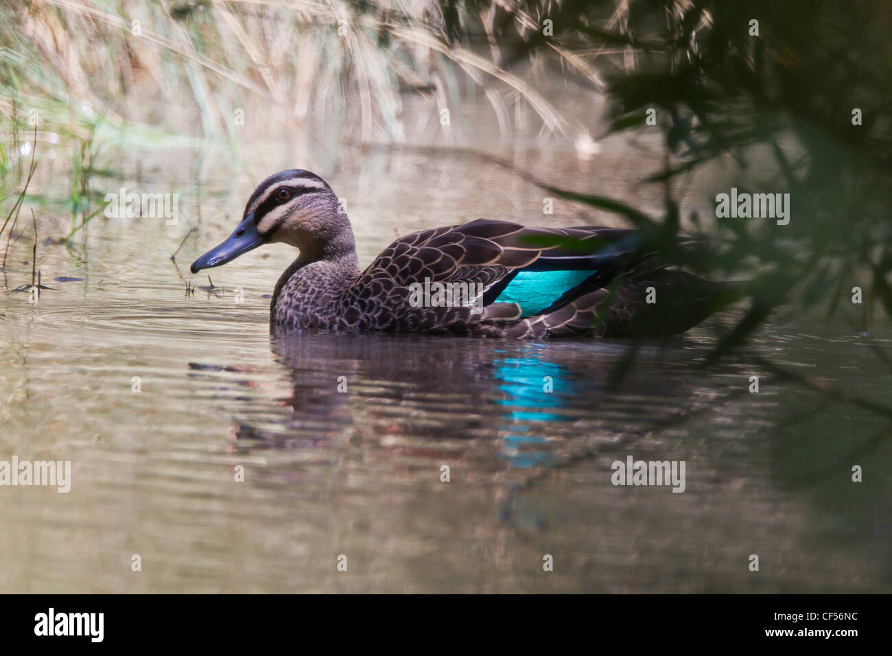 Pacific Black Duck. Anus superciliosa Stock Photo