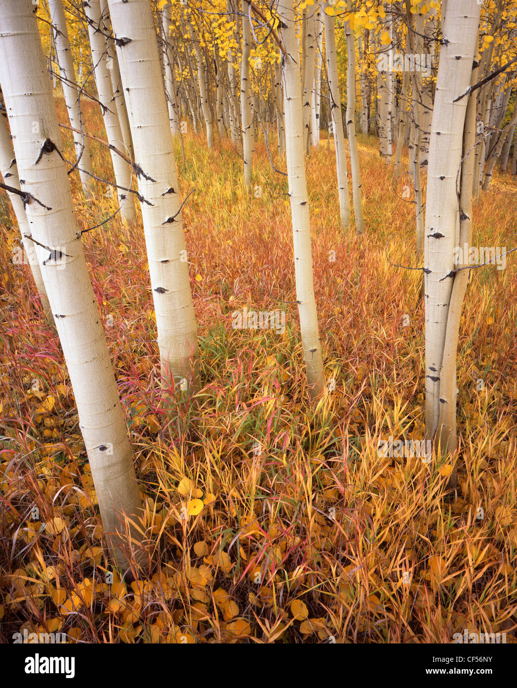 Fall color comes to aspens, grasses and ferns near Telluride in Colorada Stock Photo