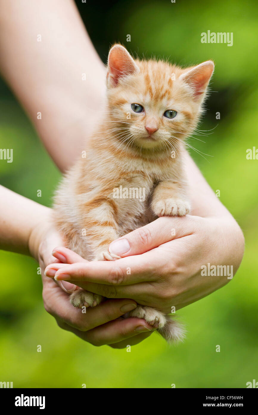 Germany, Mature woman holding Kitten, close up Stock Photo