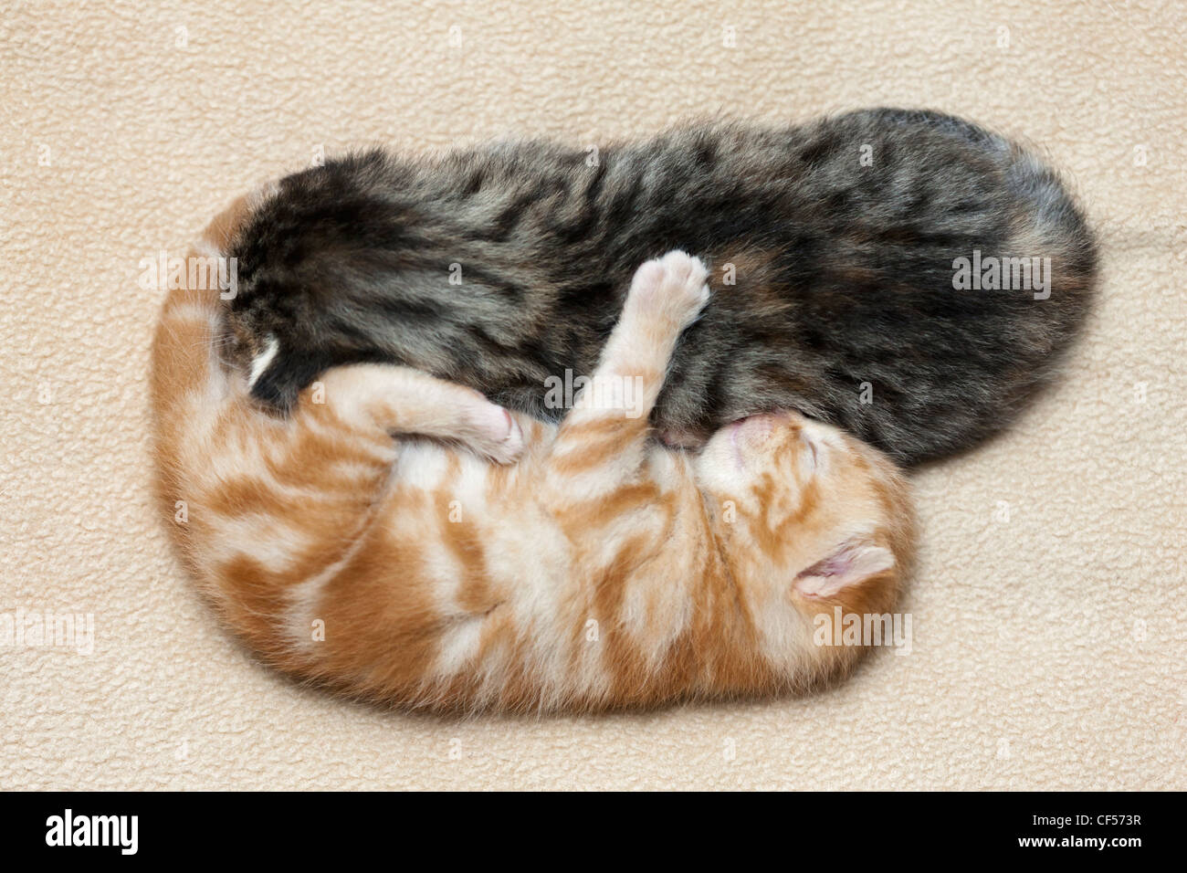 Germany,Ginger kittens sleeping on blanket, close up Stock Photo Alamy