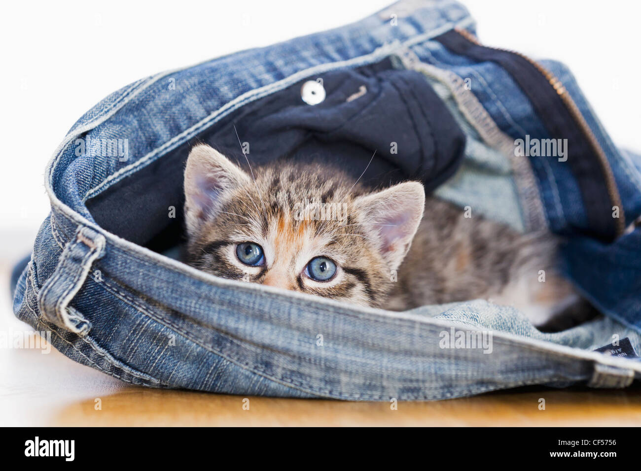Germany, Kitten sitting in jeans, close up Stock Photo Alamy