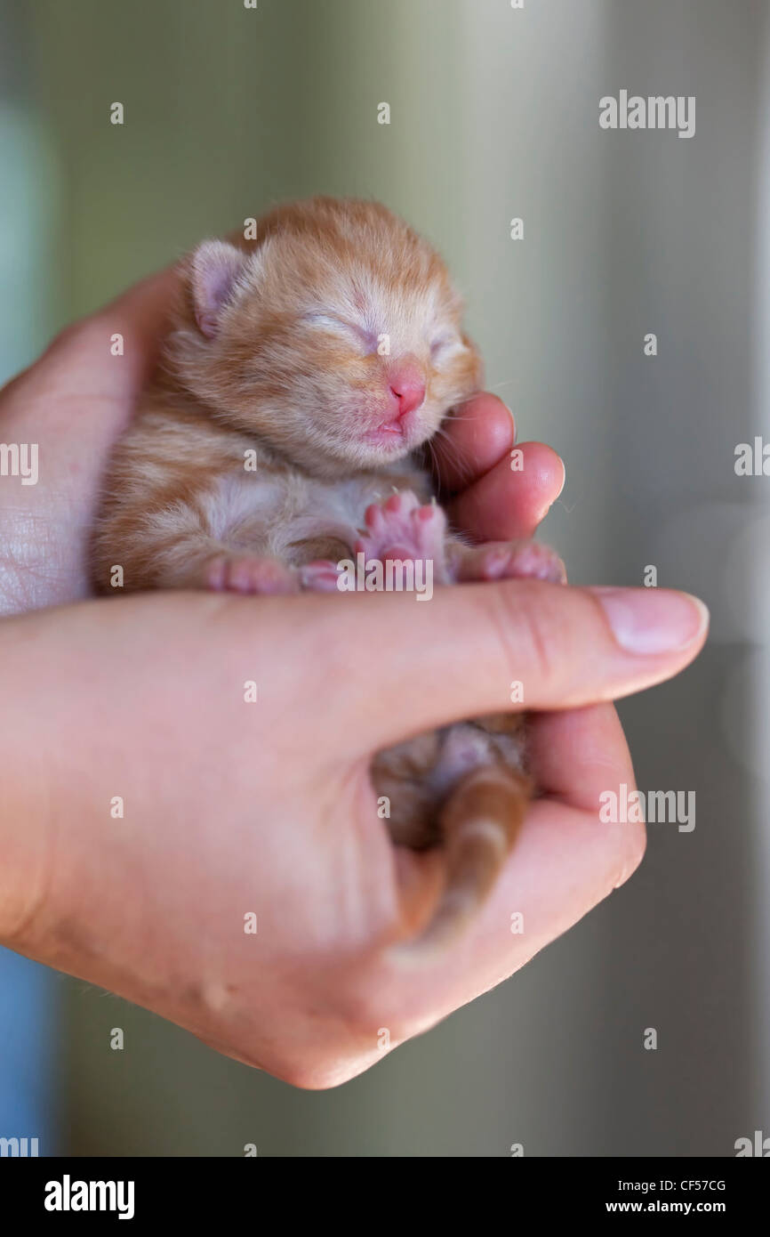 Germany, Mature woman holding newborn kitten, close up Stock Photo