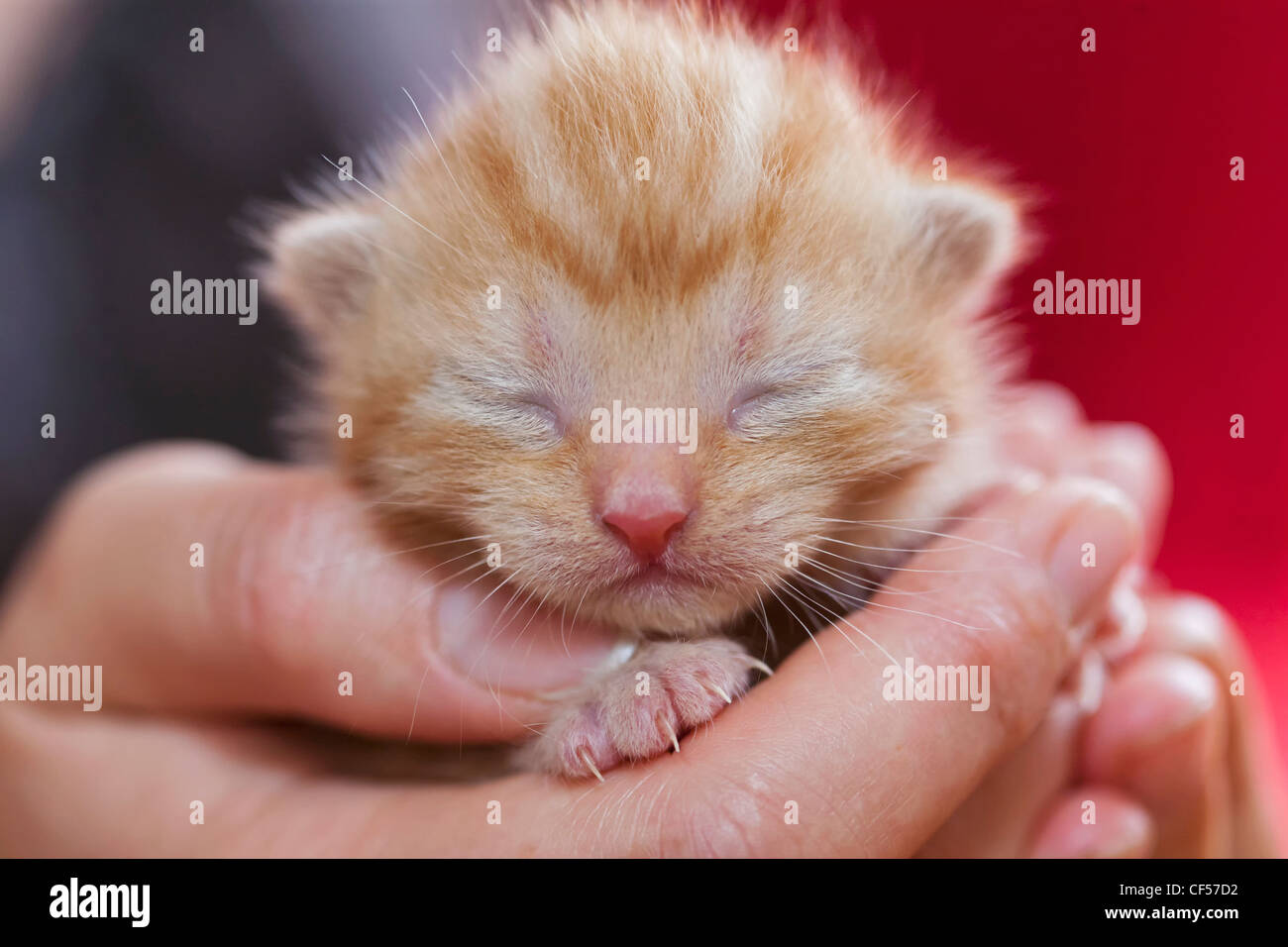Germany, Mature woman holding newborn kitten, close up Stock Photo