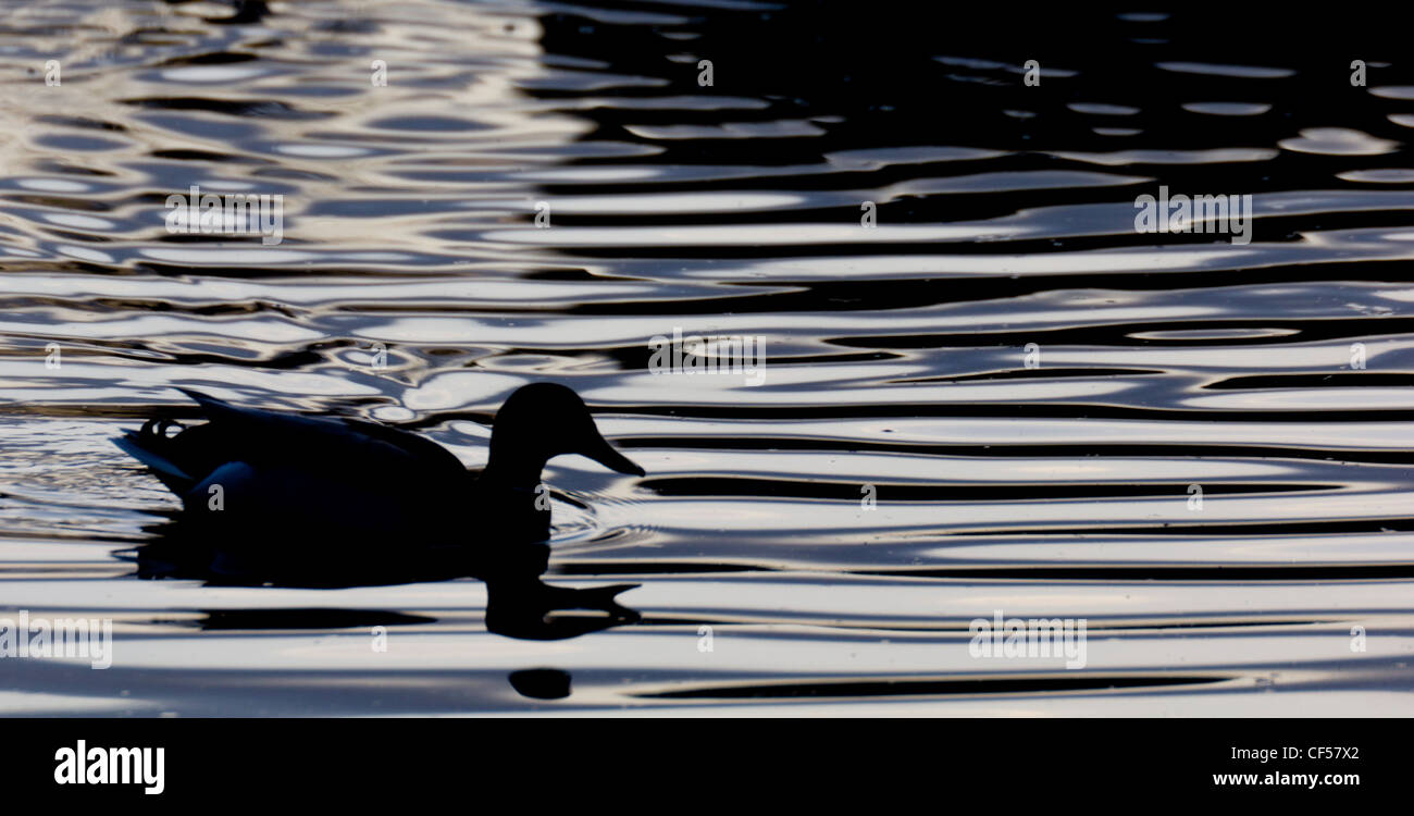 Duck silhouette water hi-res stock photography and images - Alamy