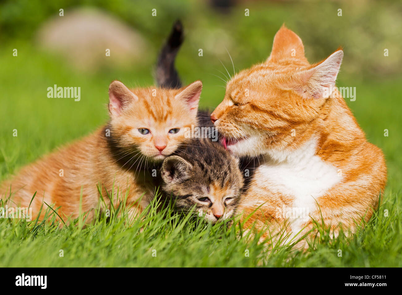 Germany, Cat with kittens in meadow Stock Photo Alamy