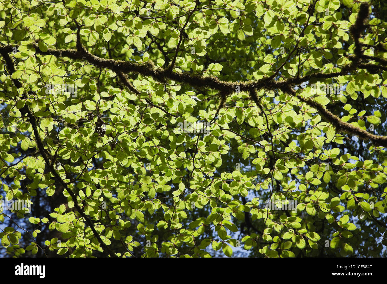 Germany, Rhineland-Palatinate, View of beech tree in nature park Stock Photo