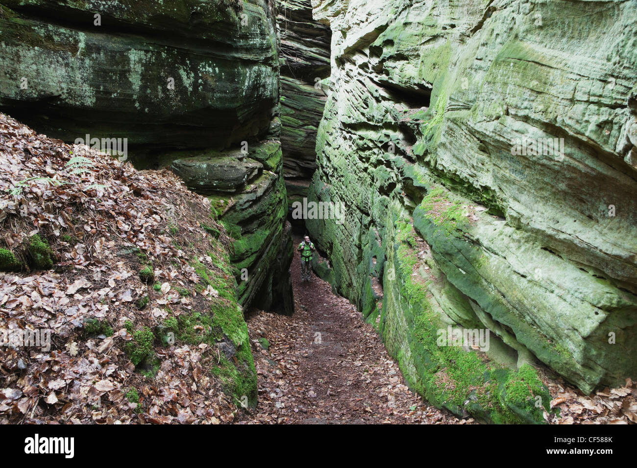 Germany, Rhineland-Palatinate, Mature man hiking in nature park Stock Photo