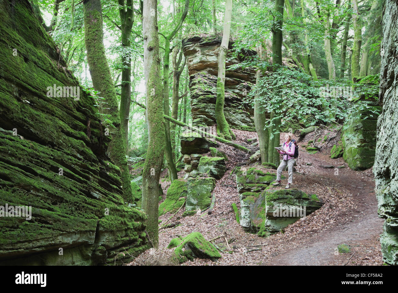 Germany, Rhineland-Palatinate, Mature woman hiking in nature park Stock Photo