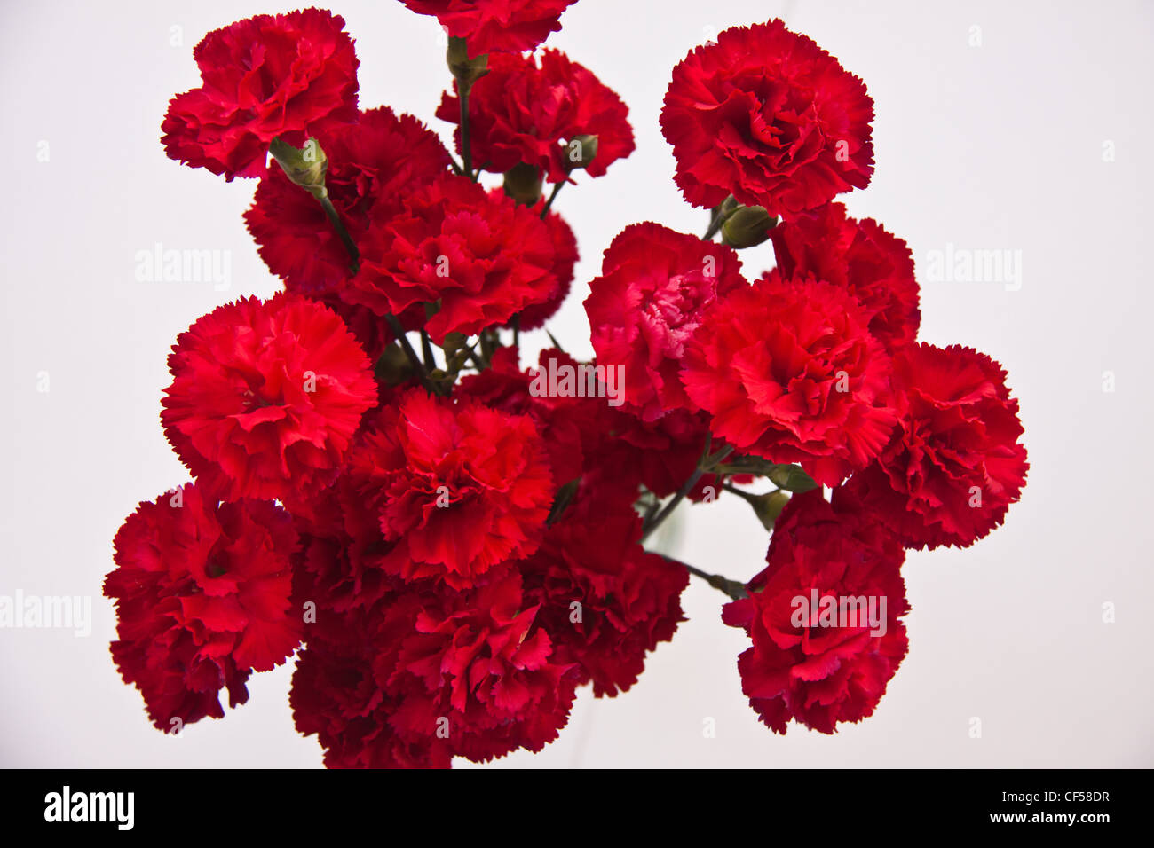 Red Carnations (Dianthus) in a window in winter Stock Photo