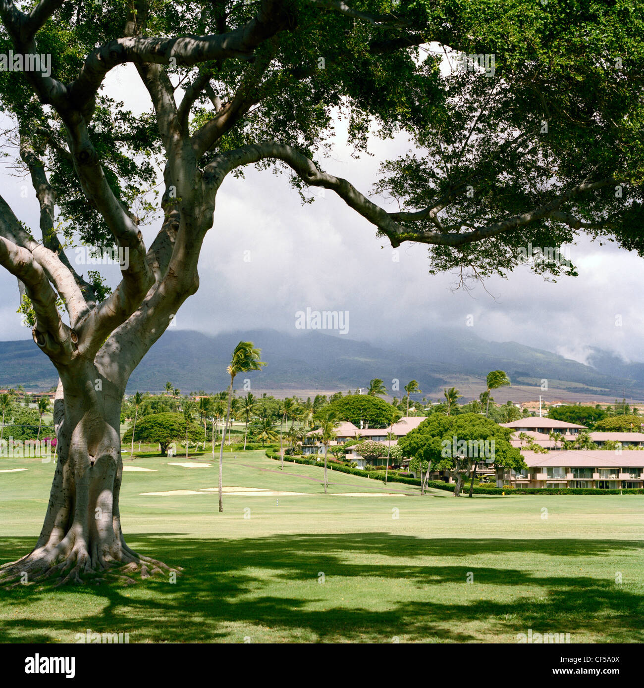 Kiawe tree Maui Eldorado Resort golf course Ka'anapali Hawaii Stock Photo