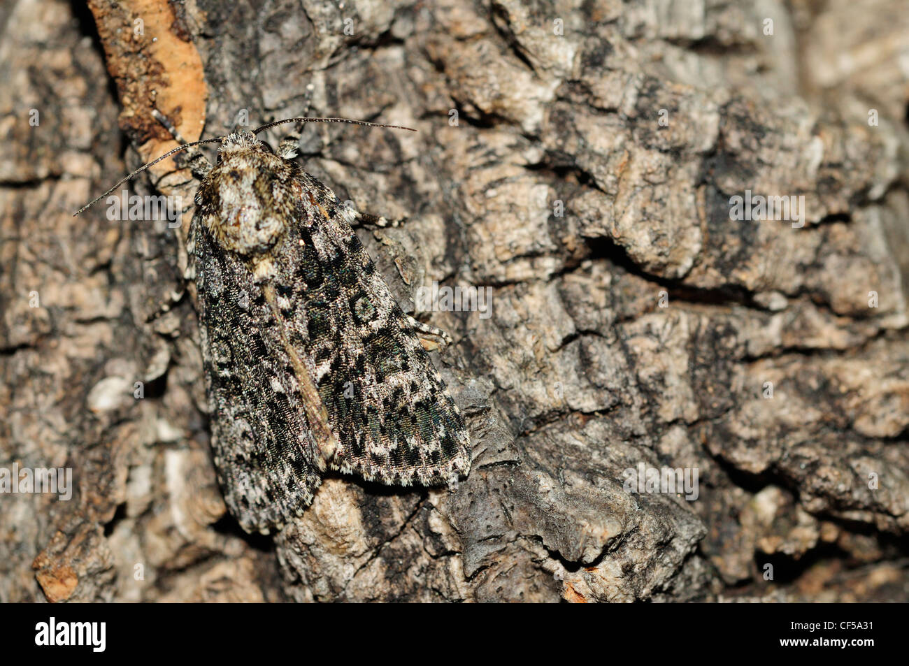 Knot Grass Moth (Acronicta rumicis) Stock Photo