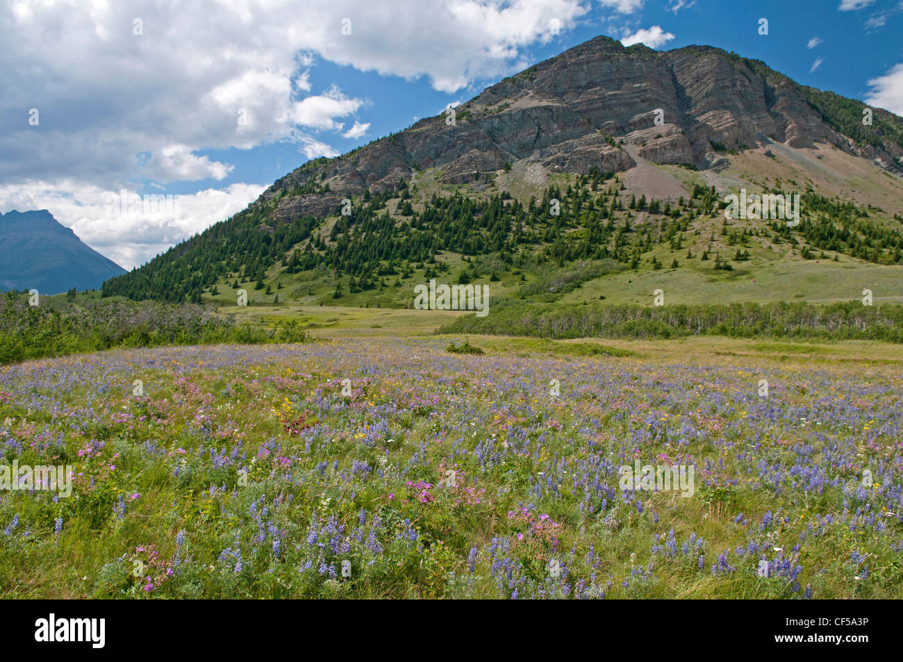 Canada, Alberta, Waterton Lakes National Park, A profusion of pink and