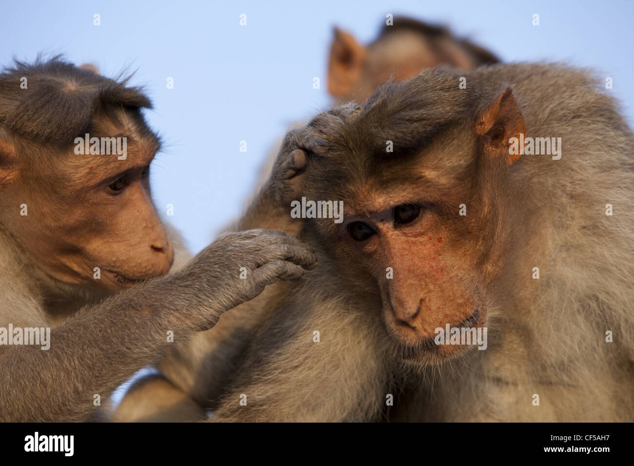 Bonnet Macaque monkey Stock Photo