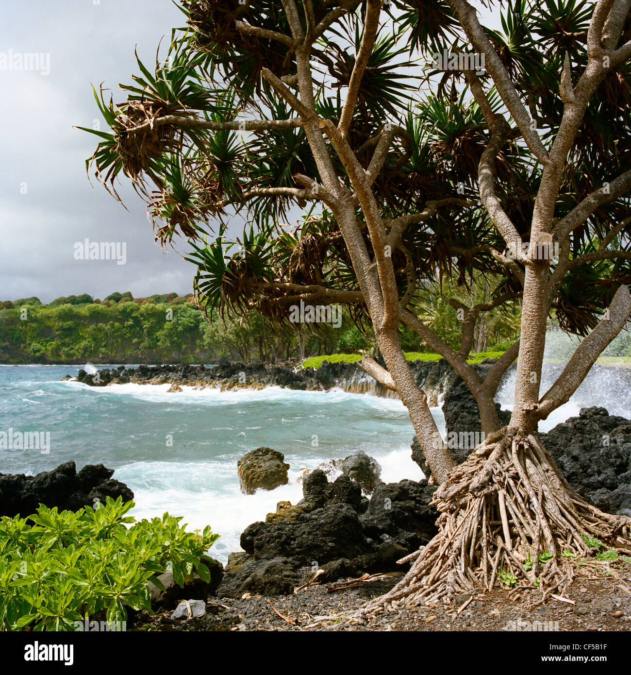 Hala tree hawaii hires stock photography and images Alamy