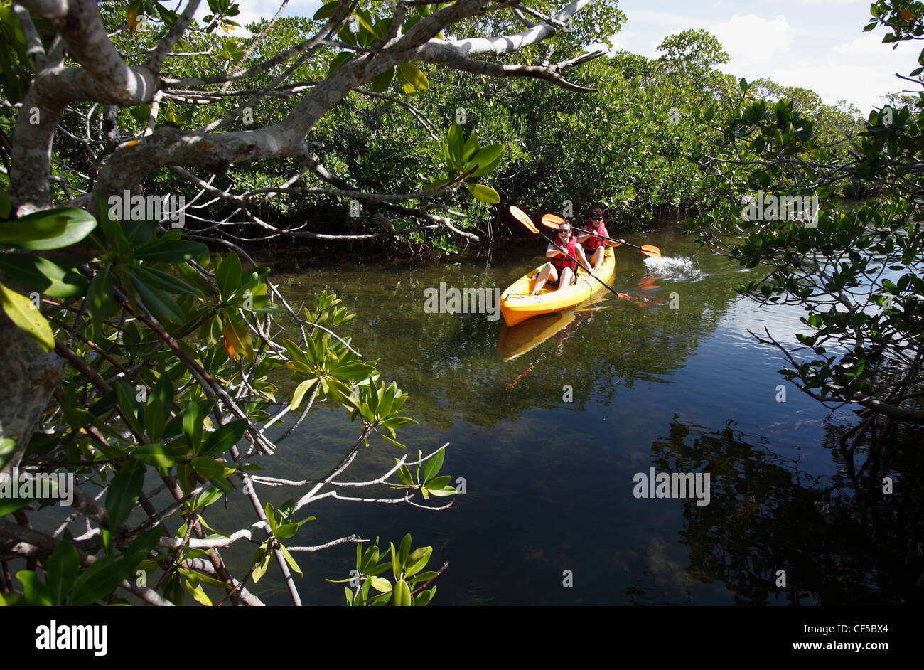 Women kayaking through mangroves, Key Largo, Florida Stock Photo Alamy