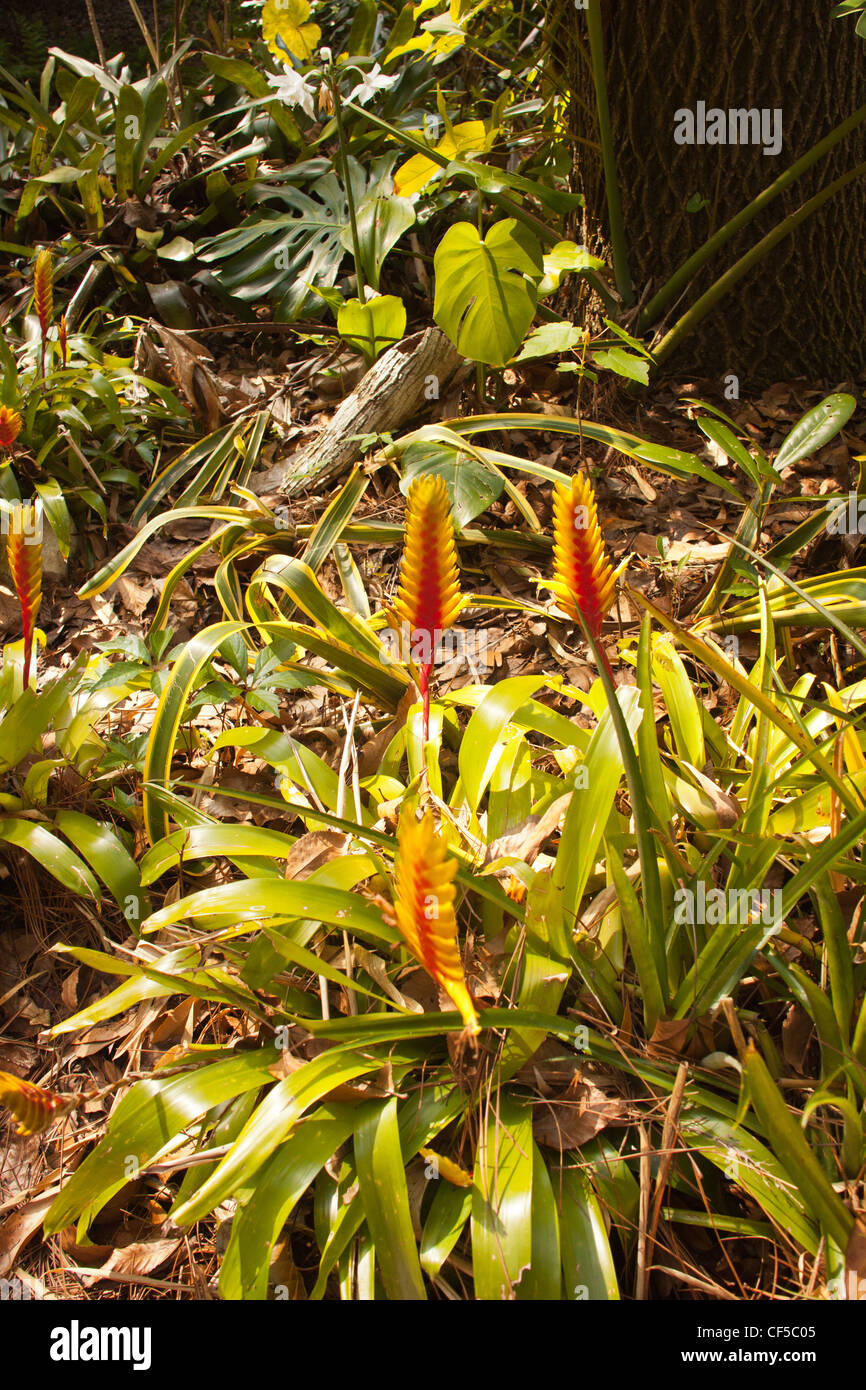 vriesea erythrodactylon golden red part of the bromeliad family of plants, Stock Photo