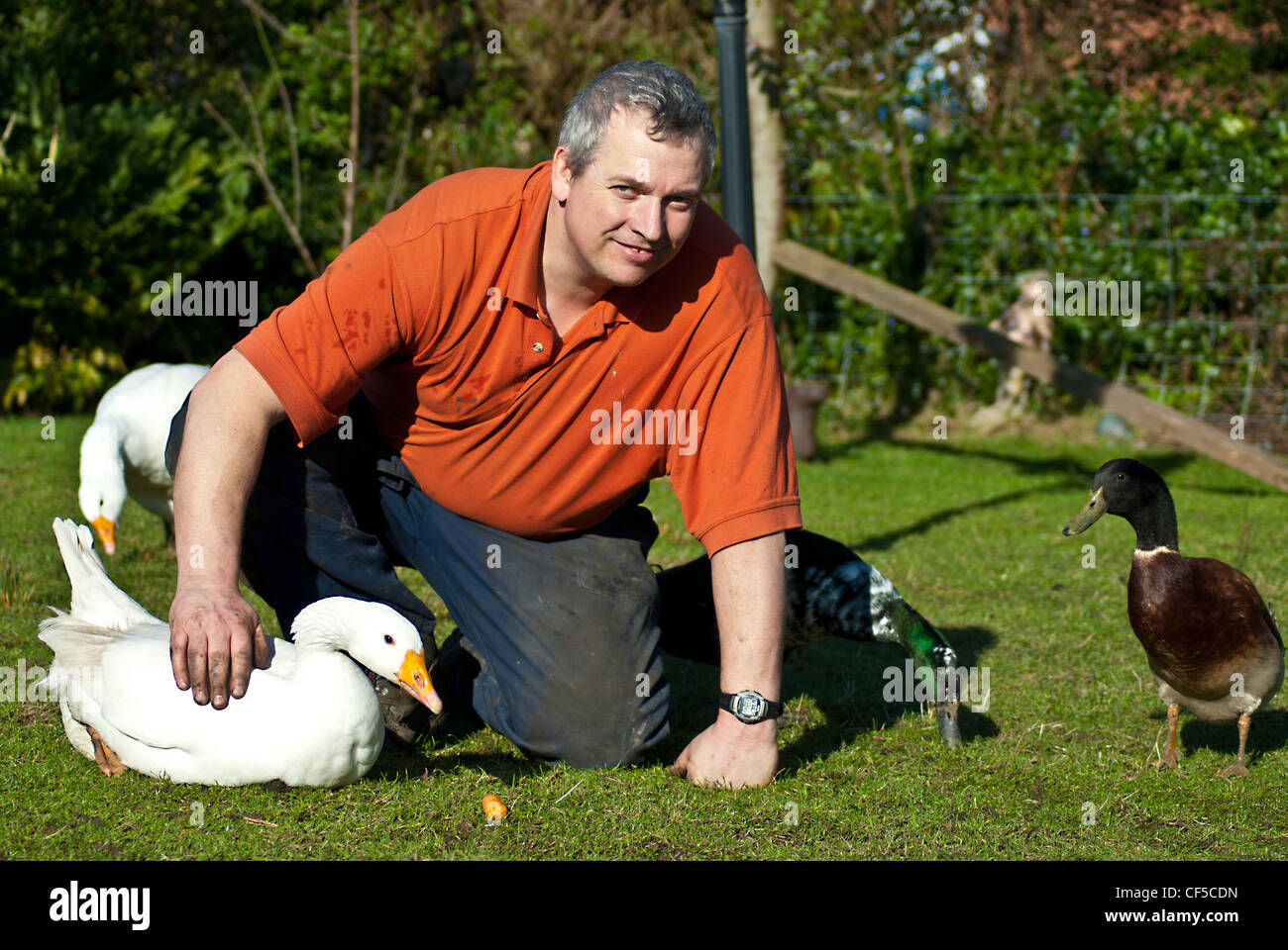 Farmer/small-holder petting his happy free range pet birds poultry Ducks & geese on a welsh smallholding in the warm sunshine Stock Photo