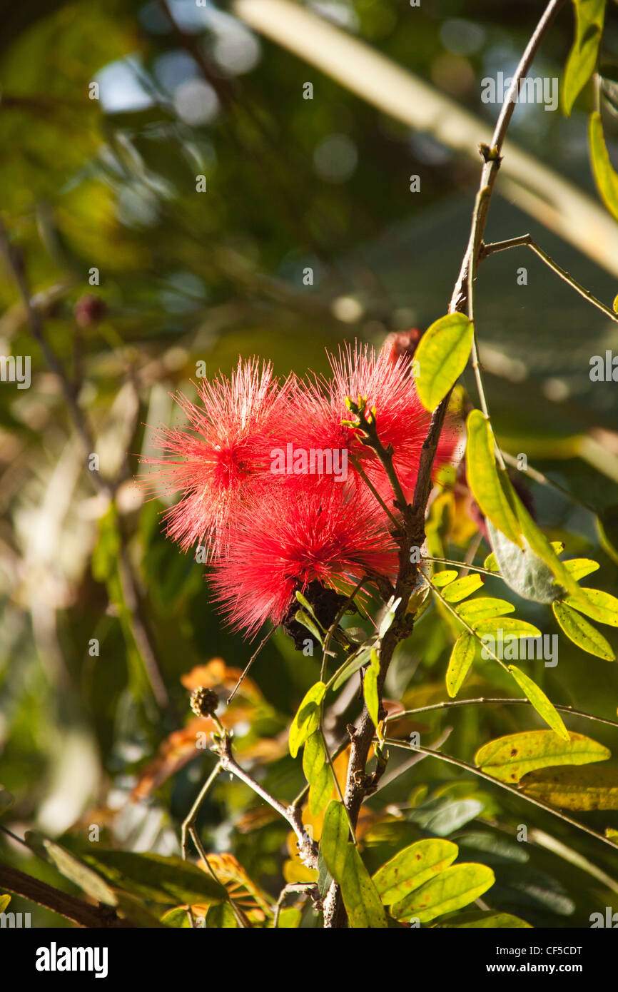 Bottle brush tree bush shrub, Callistemon Viminalis, Myrtaceae family, all of which are endemic to Australia. Stock Photo